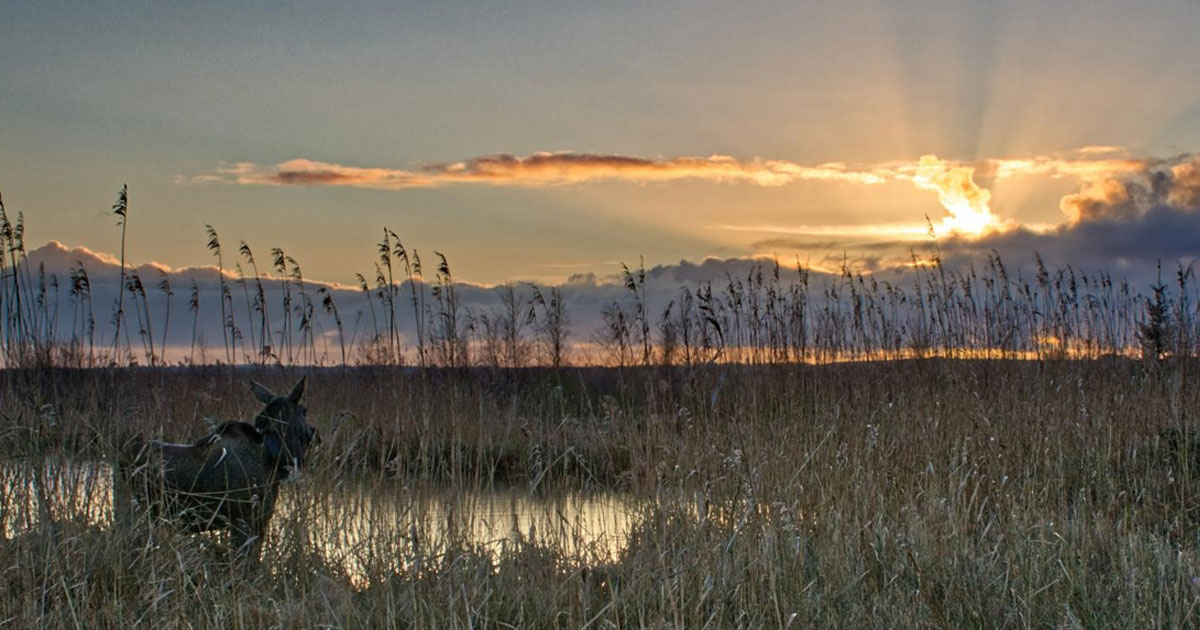 Få store naturoplevelser i Lille Vildmose på din sommerhusferie