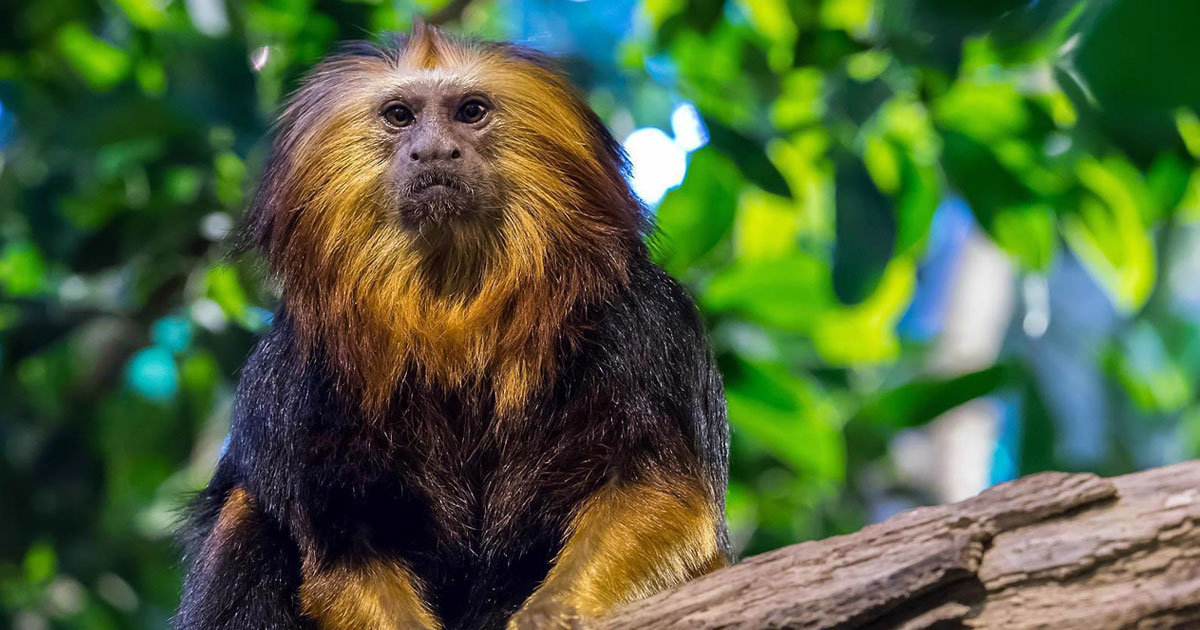 Besøg Falsters hyggeligste Zoo på din sommerhusferie