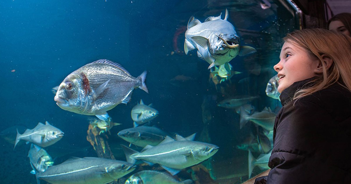 Kom tæt på Vesterhavets dyr i JyllandsAkvariet på din sommerhus ferie